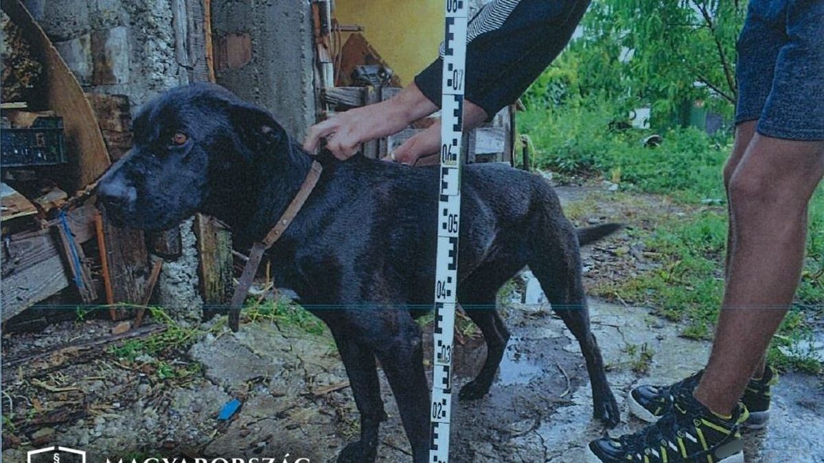 Lefejelt egy rendőrt, majd rájuk uszította a kutyáját egy borsodi férfi igazoltatás közben
