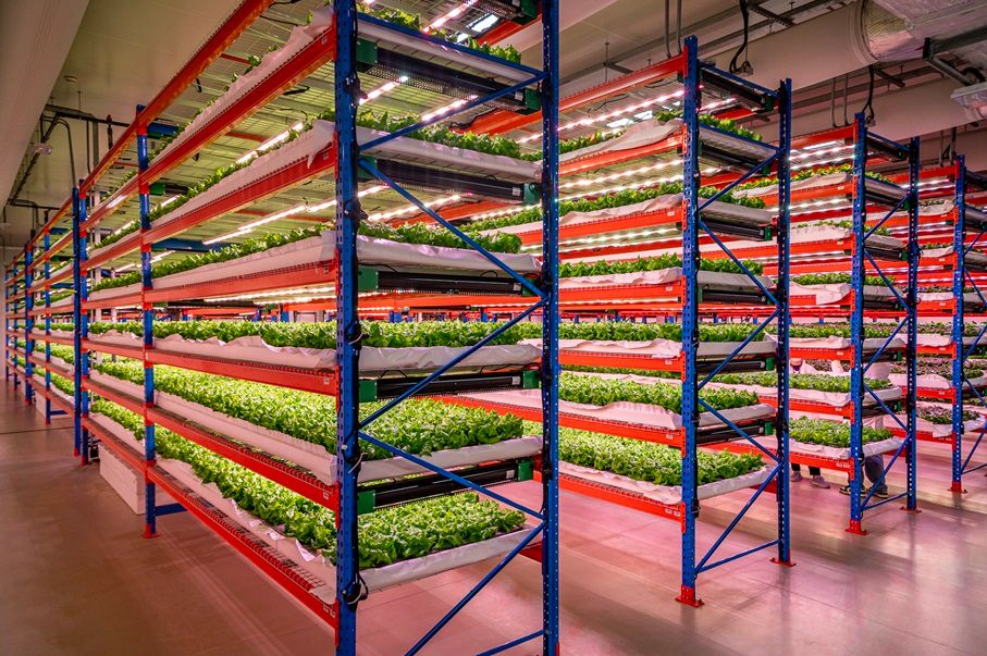 emirates, vertikális farm, zöldség, fűszernövény