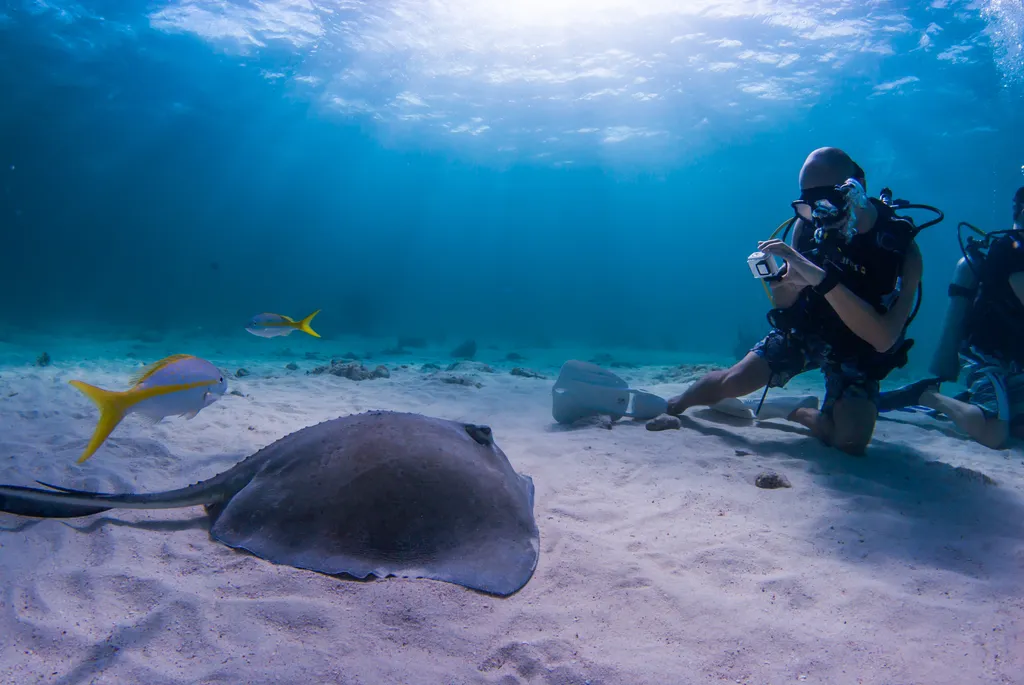 Karib-tenger, rája, tengeri ráják, Stingray City, homokos part, Kajmán-szigetek, Grand Cayman, turisztikai attrakció 