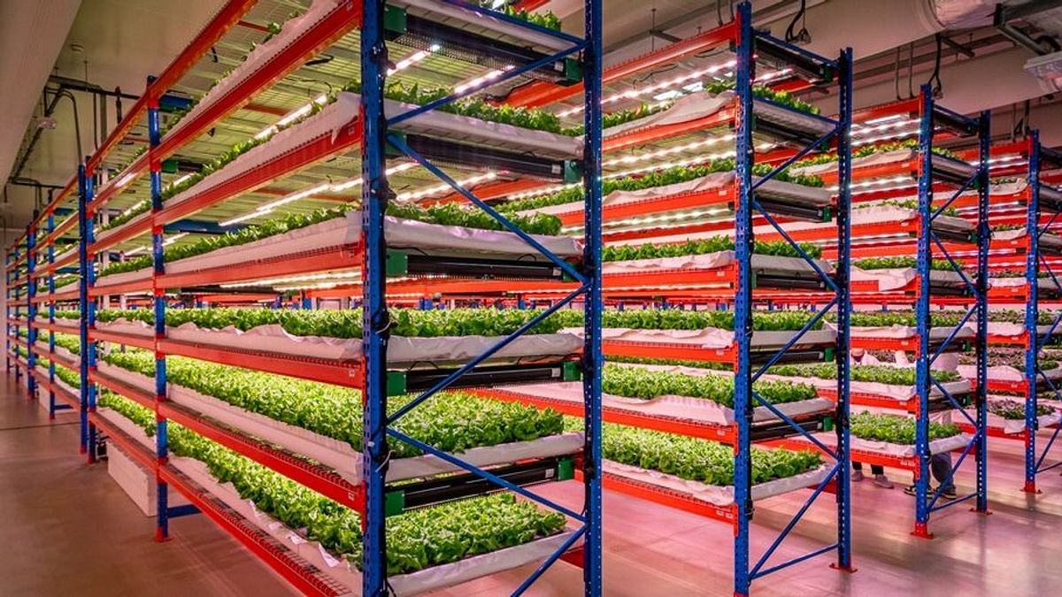 Az Emirates felvásárolta a világ legnagyobb vertikális farmját