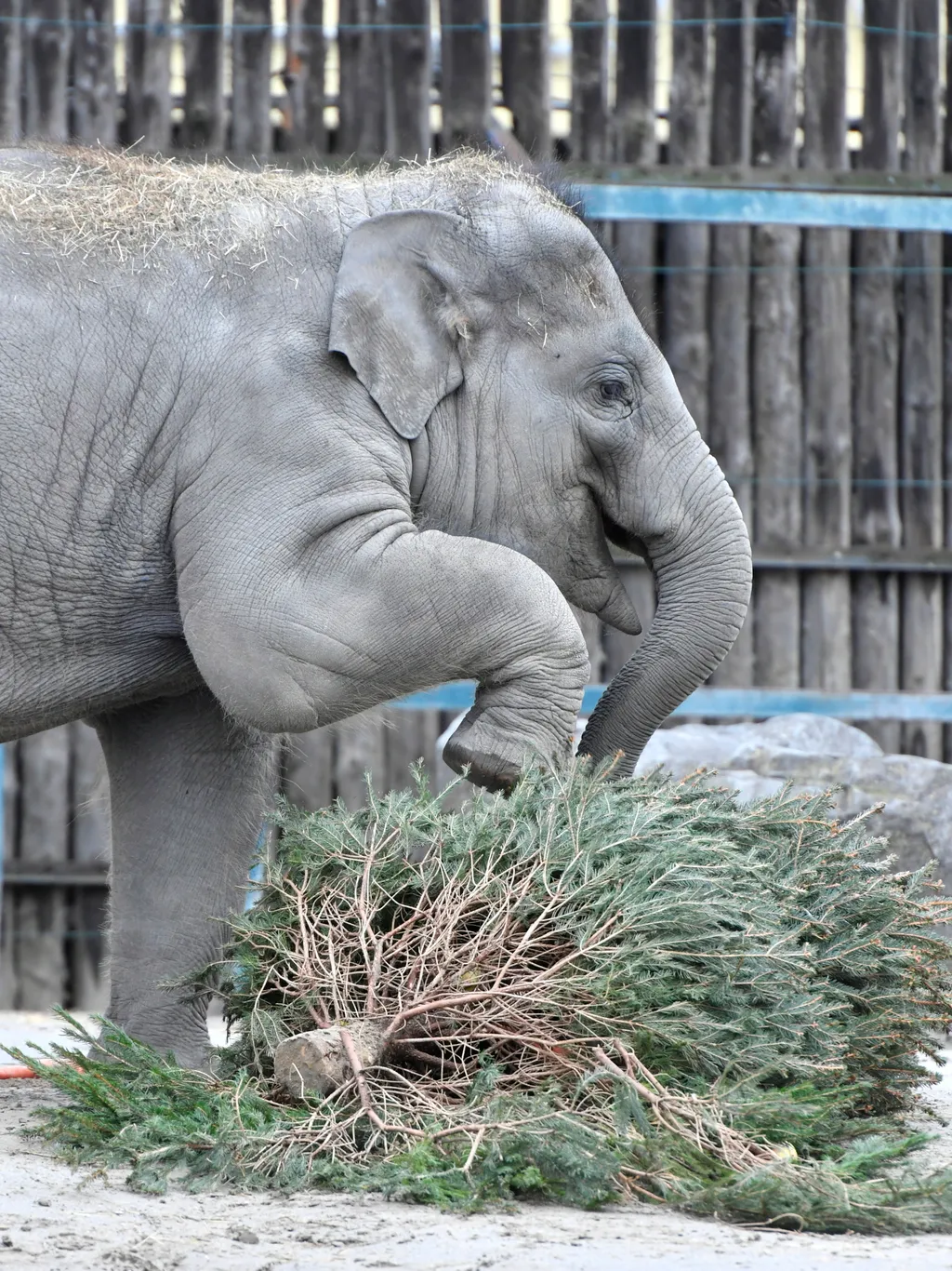 Állatok karácsonya a budapesti állatkertben, galéria, 2023 