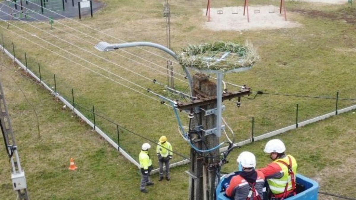Oszlopokra telepített fészektartókkal védik a gólyákat itthon - videó