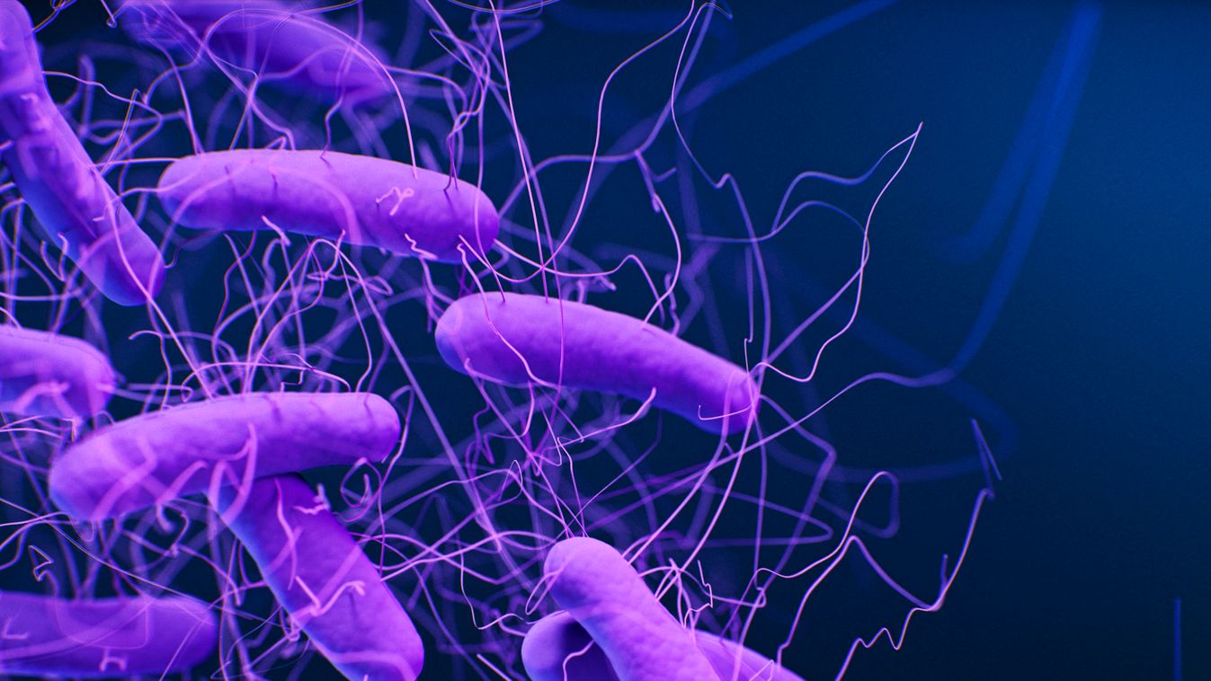 A Clostridioides difficile lehet az első baktérium, amelyben sejtszervecskét azonosítottak 