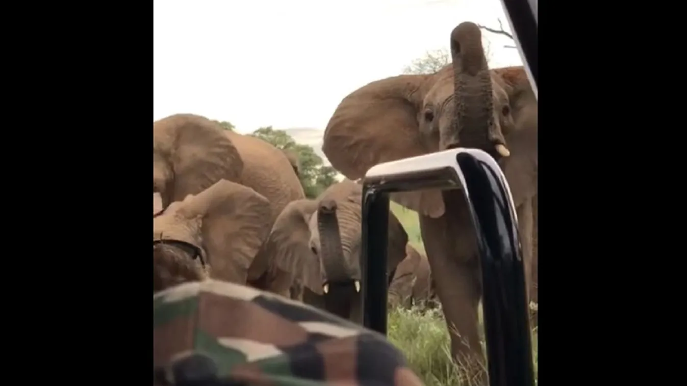 Dühös elefántok