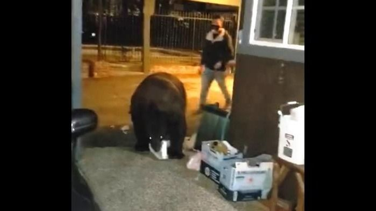 Egy medve mellett sétált el mit sem sejtve a hotel vendége - videó