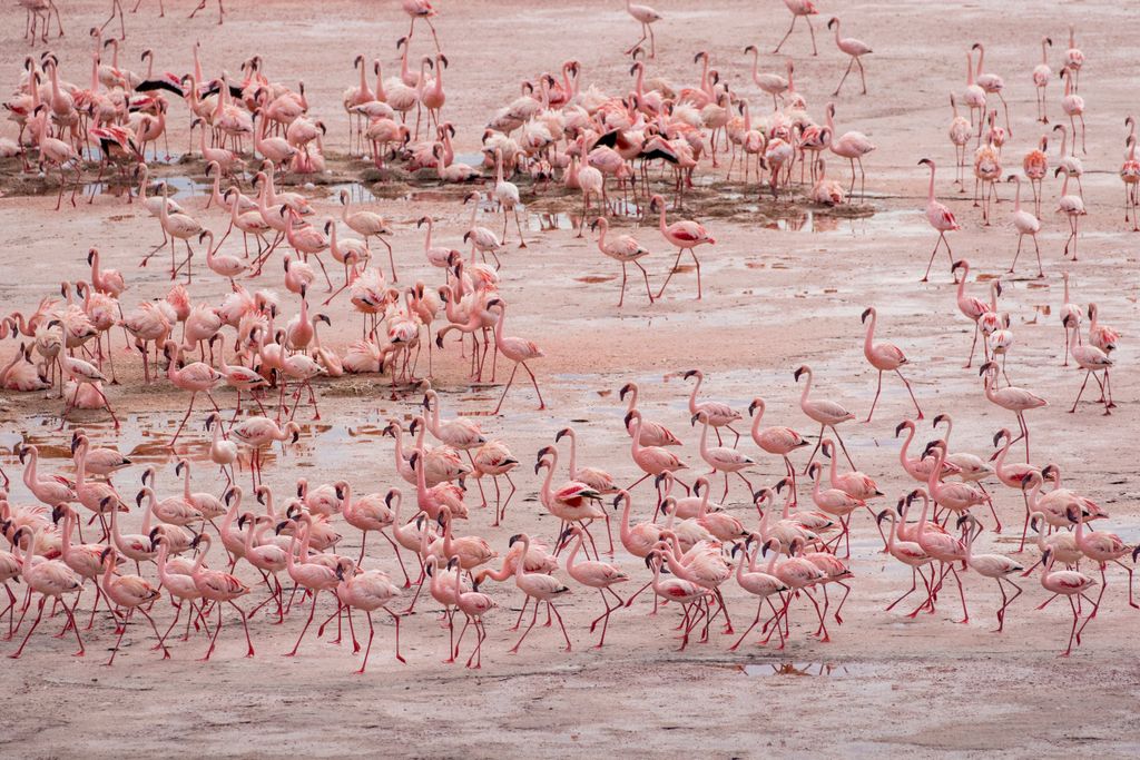 Nátron-tó, sós tó, Tanzánia, északi része, kenyai határhoz közel, a Nagy-hasadékvölgy, Sekély, kevesebb mint három méter mély tó, mérgező, halálos 