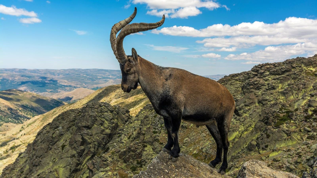 Éjszakai életmódra tért át egy ikonikus alpesi faj