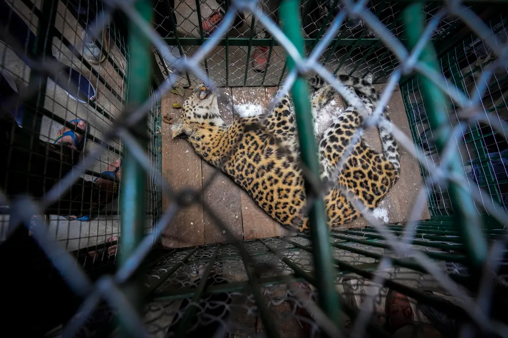 leopárd befogás india vadállat   indiai leopárd (Panthera pardus fusca), miután a hatóságoknak sikerült elkábítaniuk a lakónegyedbe tévedt ragadozót az Asszám állambeli Gauháti nagyvárosban 2023. december 19-én. A nagym 