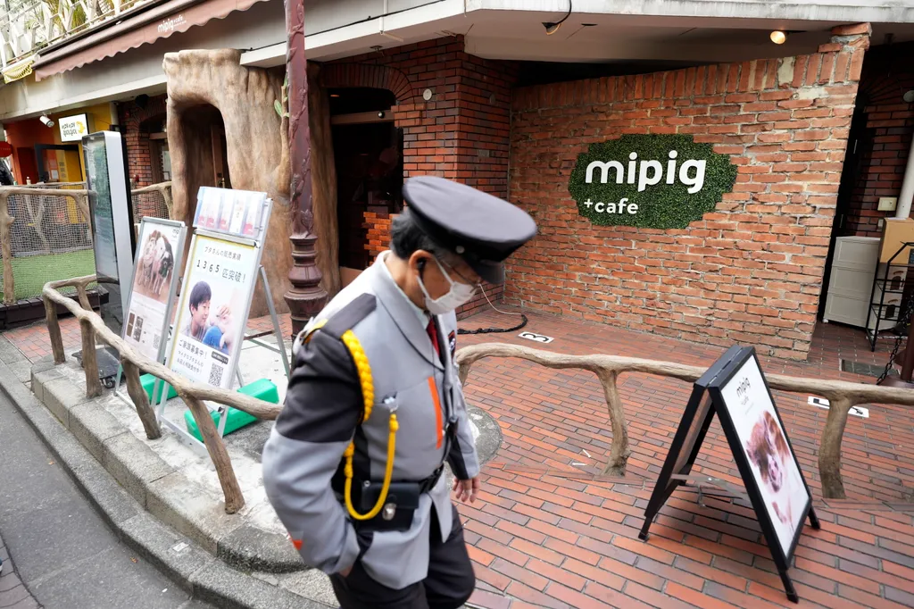 Malackávézó Japán, 2024., 
 egy biztonsági őr megy a Mipig kávézó bejárata előtt a japán főváros Haradzsuku negyedében január 24-én. A Mipig egyike a szigetország tíz malacsimogató kávézójának. Az első 2019-ben nyílt meg To 