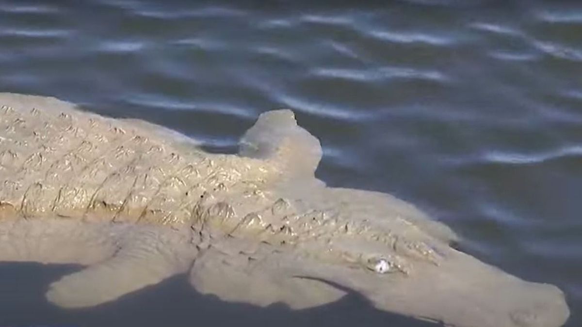 Aligátortól rettegtek a helyiek egy arizonai városban, aztán jött a fordulat - videó