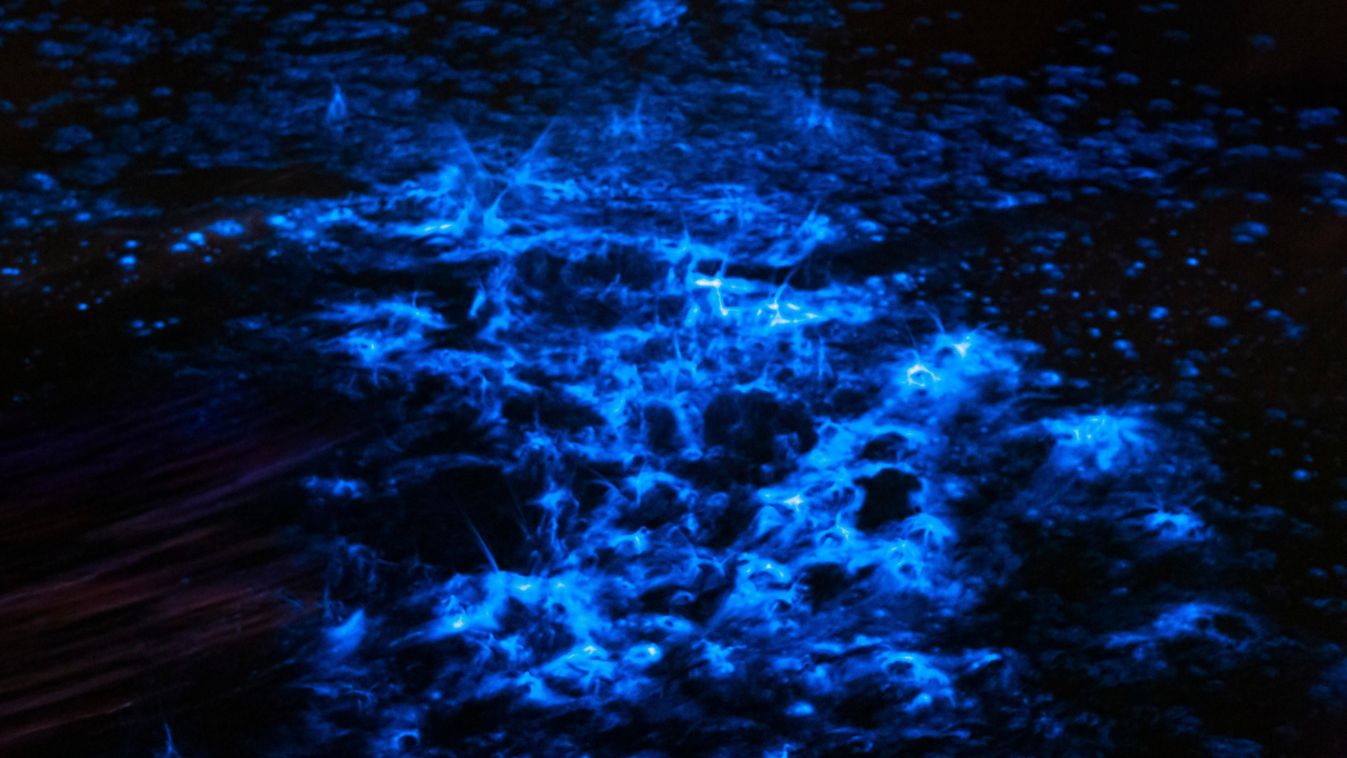 biolumineszcens alga biolumineszcencia tenger 