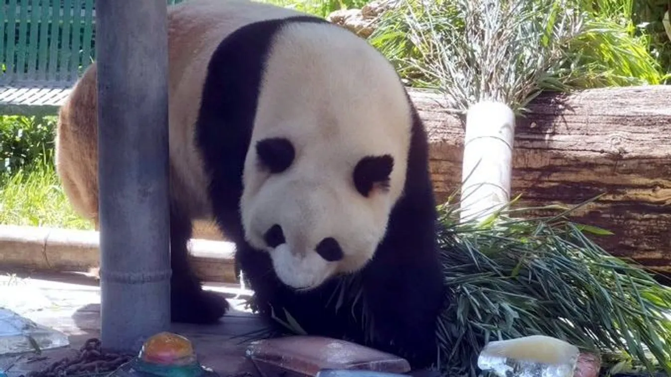 panda, Kína, óriáspanda, panda központ