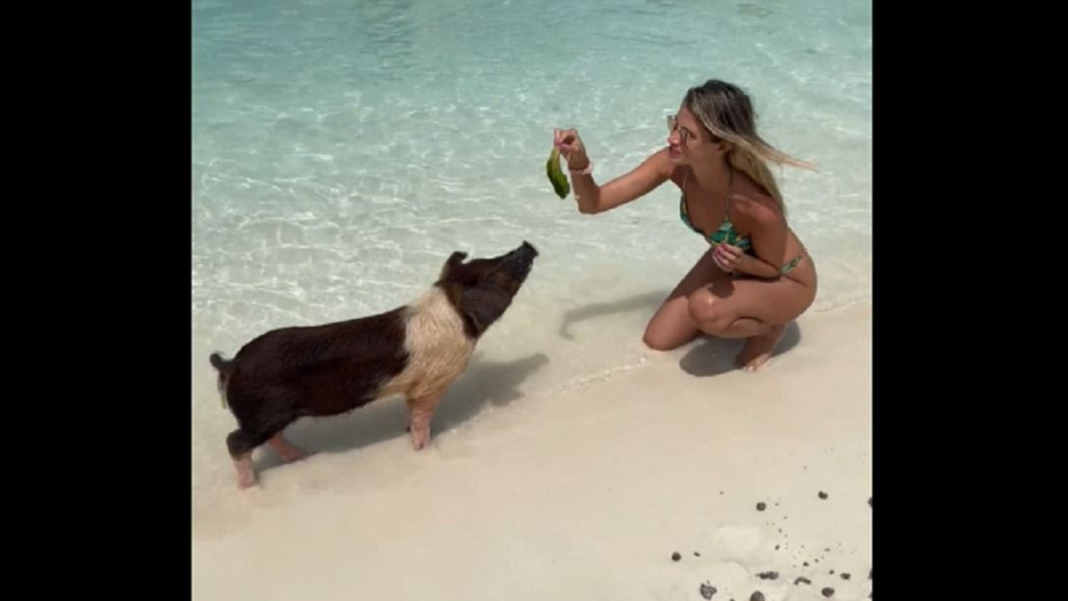 Megetette a disznót a bikinis lány, hátulról jött a meglepetés - videó