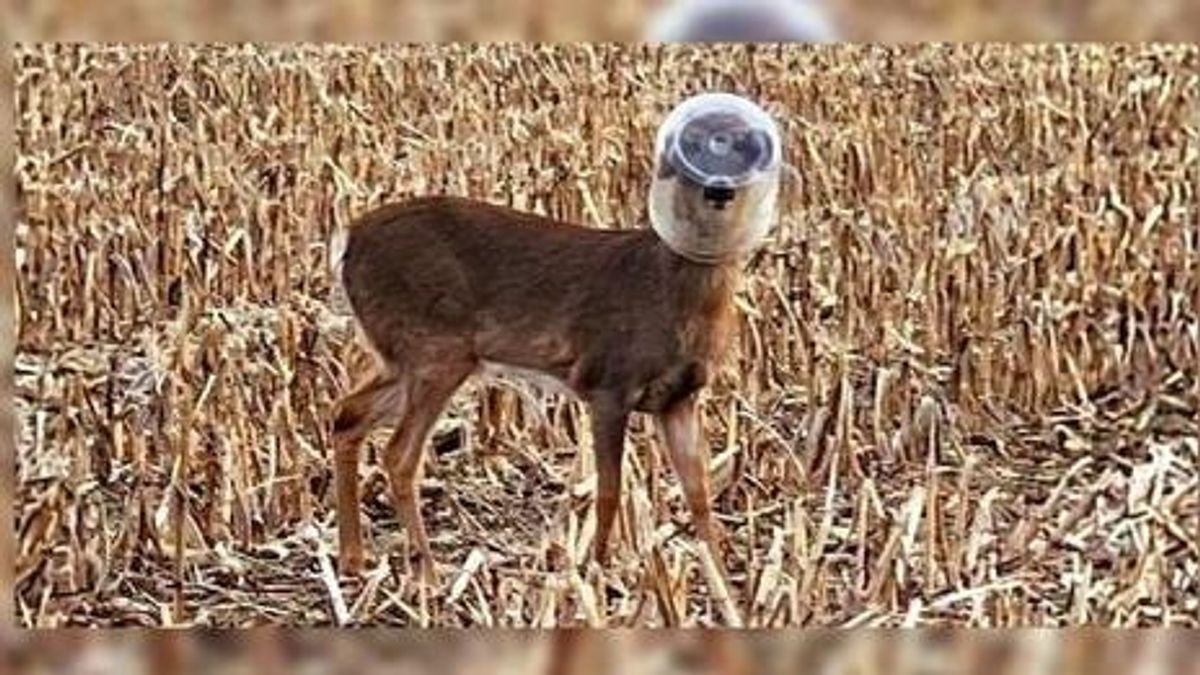12 napig élt egy szarvas műanyagtartállyal a fején Indianában