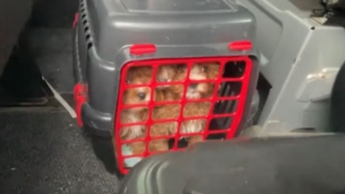 Kiskutyákat csempésző bolgár férfit fogtak a rendőrök az M1-esen - videó