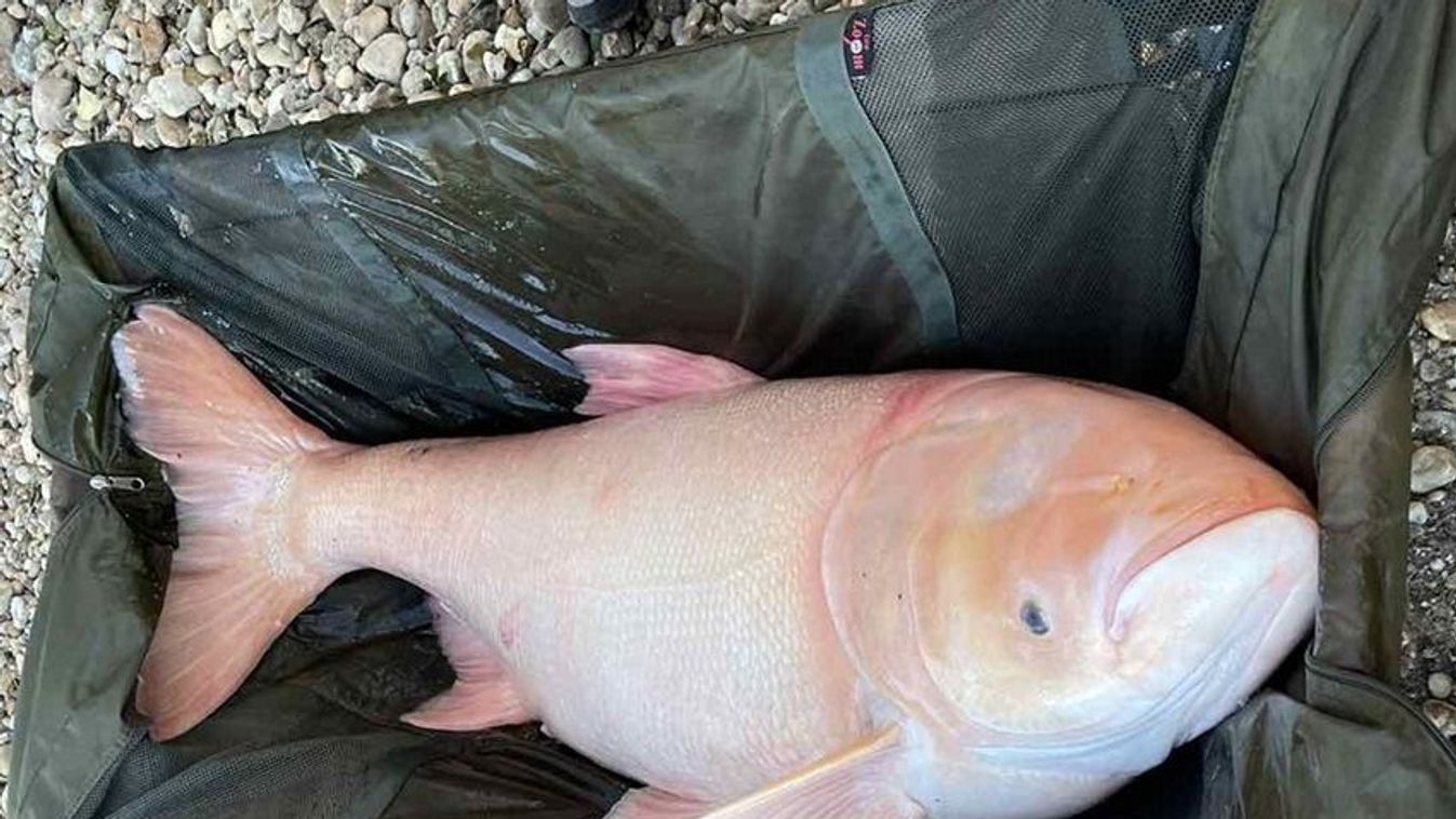 Ráckevei-Soroksári Dunán kifogott 48 kilós albínó busa 