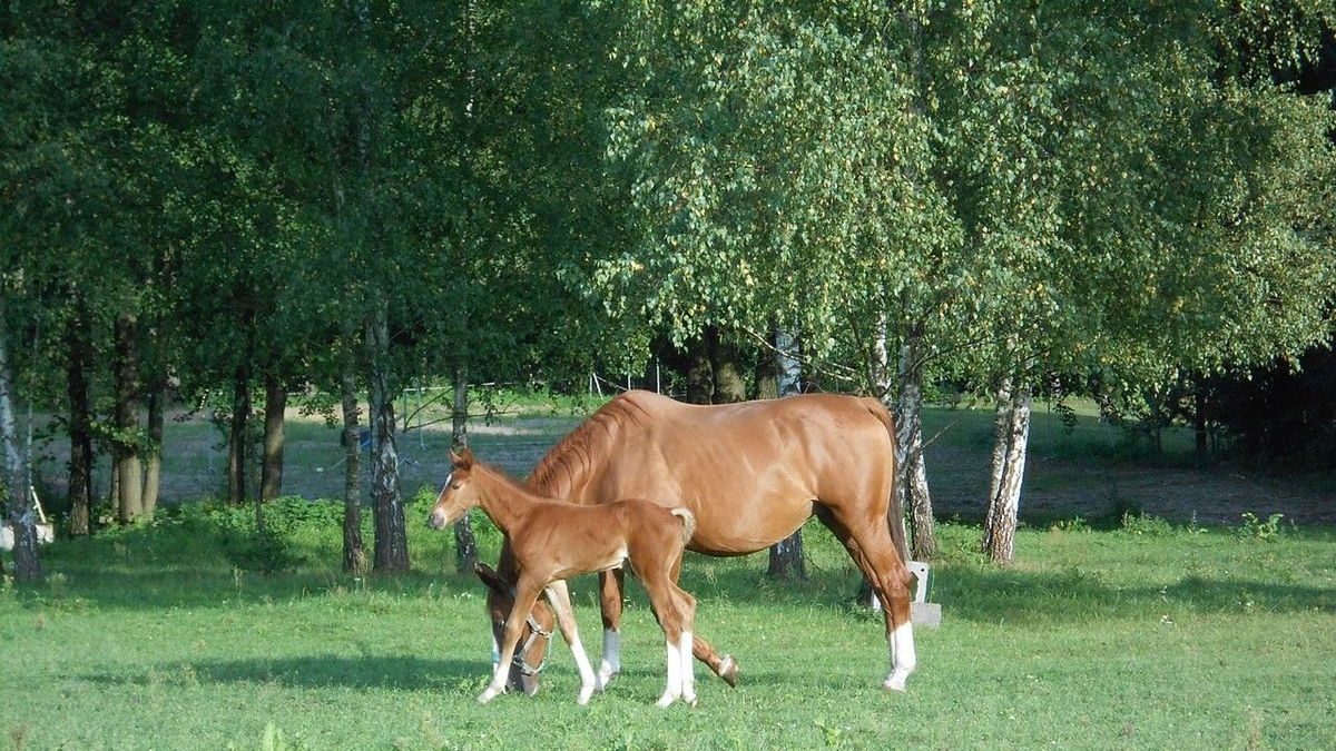Harmadik emeleti lakásában rejtegetett egy lopott lovat