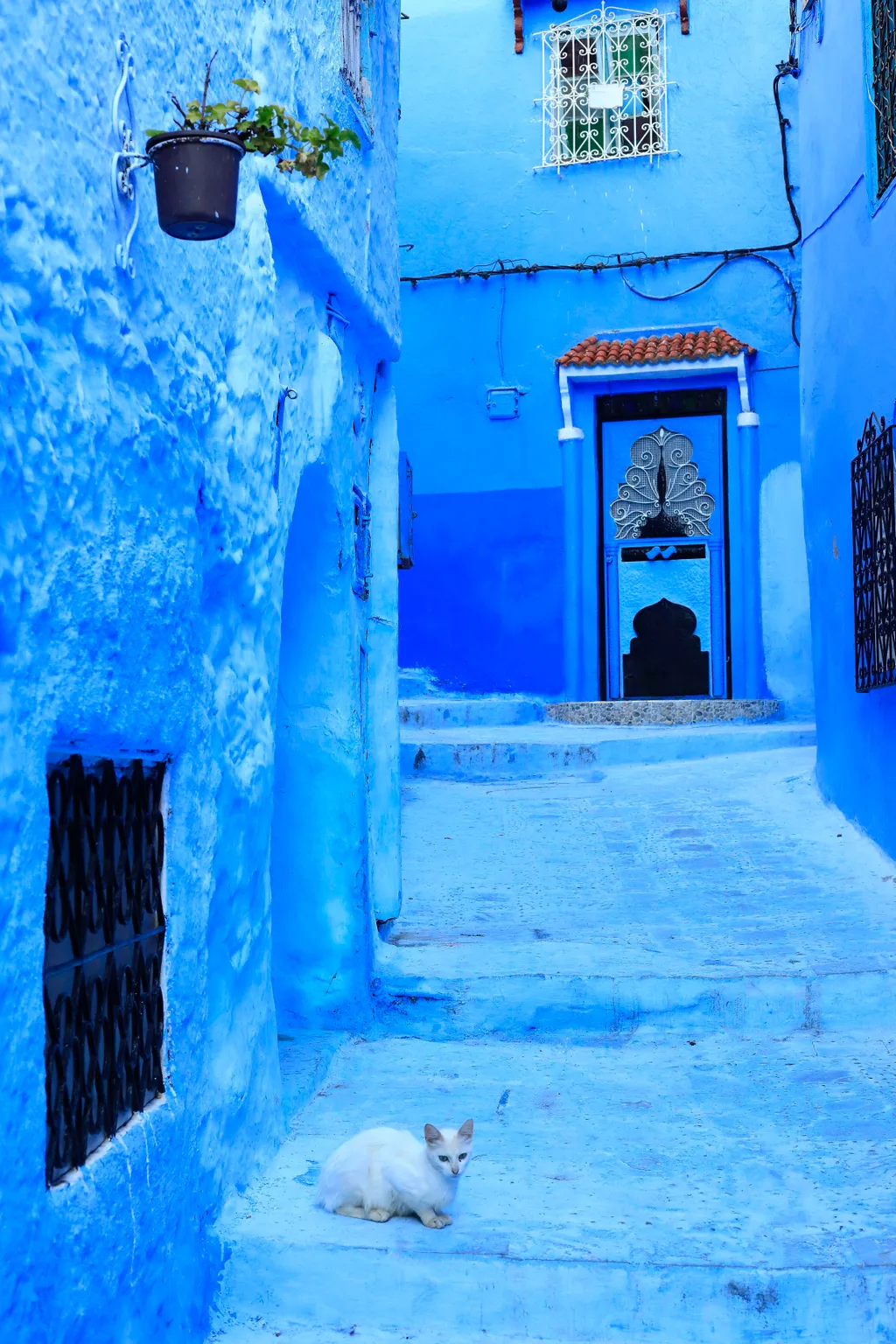 Morocco rif region chefchaouen medina cat old town