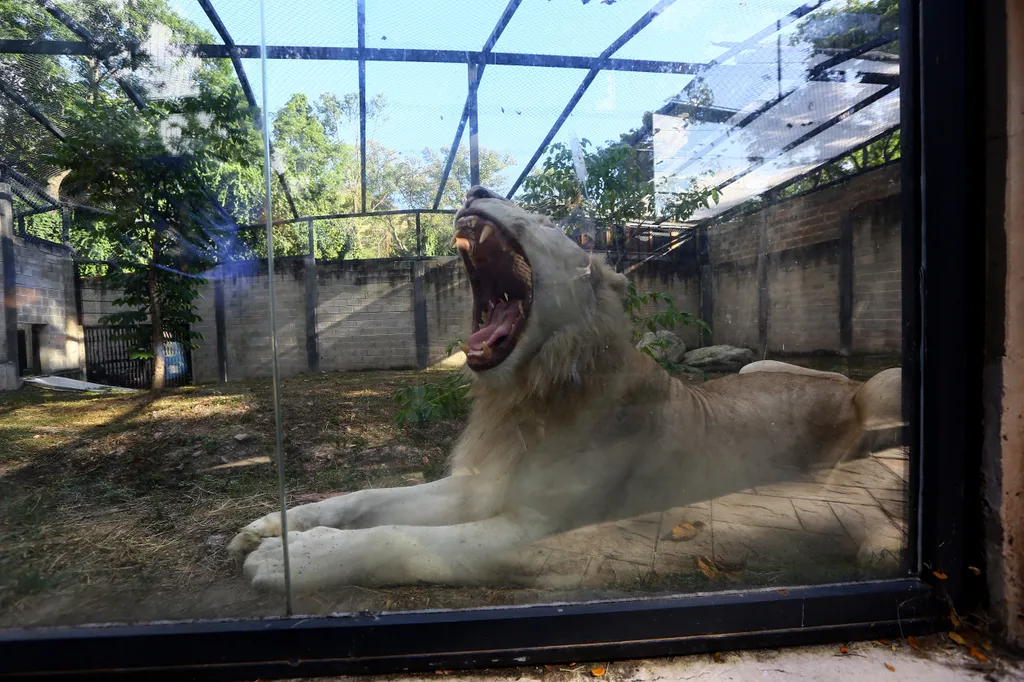 fehér oroszlánkölykök születtek Venezuala 