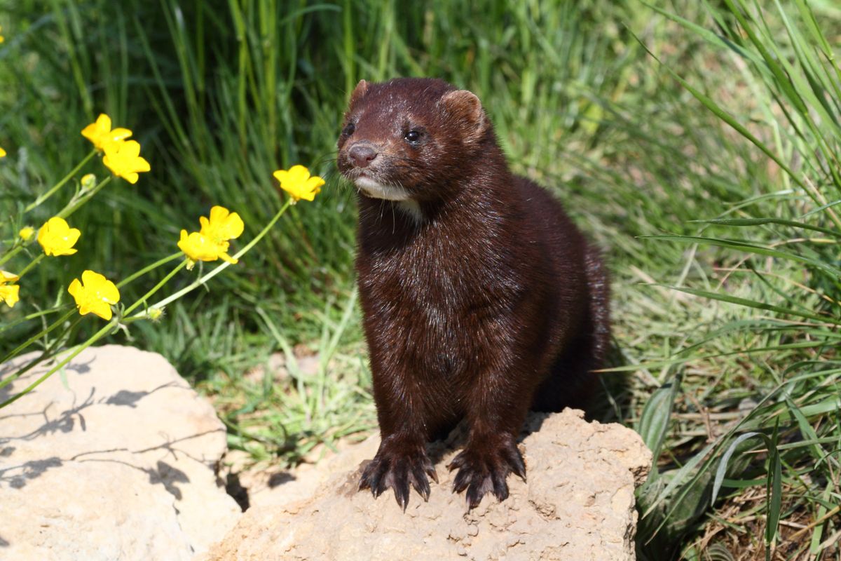 American Mink on rock - Brittany France, nyérc