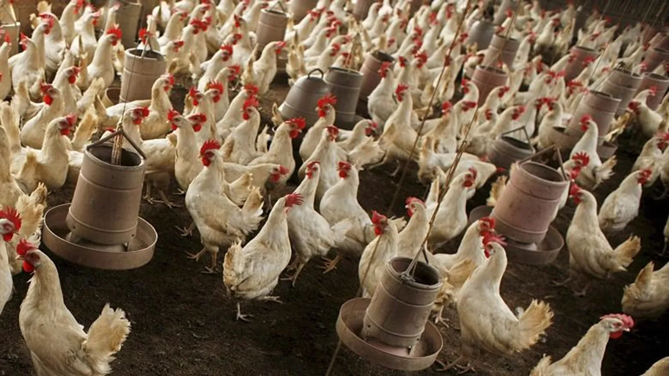 Közel félmillió madarat és szintén félmillió tojást semmisítettek meg Bangladesben a madárinfluenza visszaszorítása érdekében