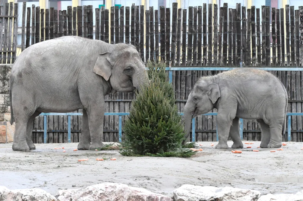 Állatok karácsonya a budapesti állatkertben, galéria, 2023 