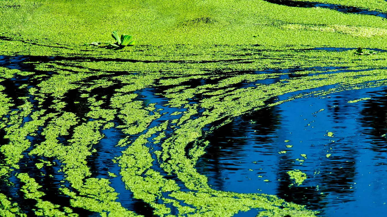zöld alga 