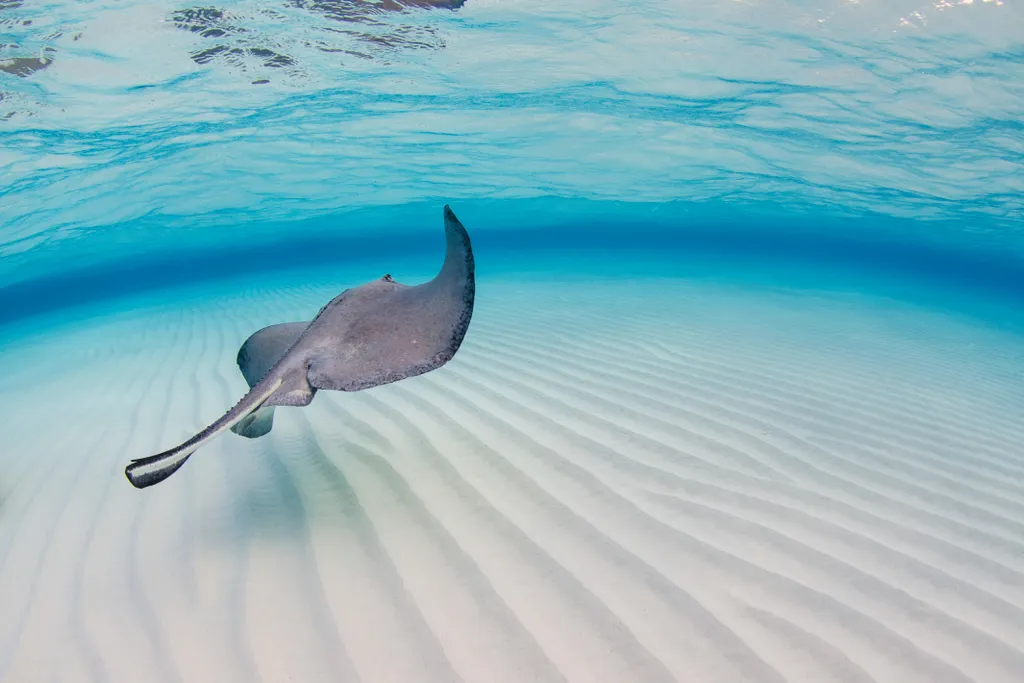 Karib-tenger, rája, tengeri ráják, Stingray City, homokos part, Kajmán-szigetek, Grand Cayman, turisztikai attrakció 