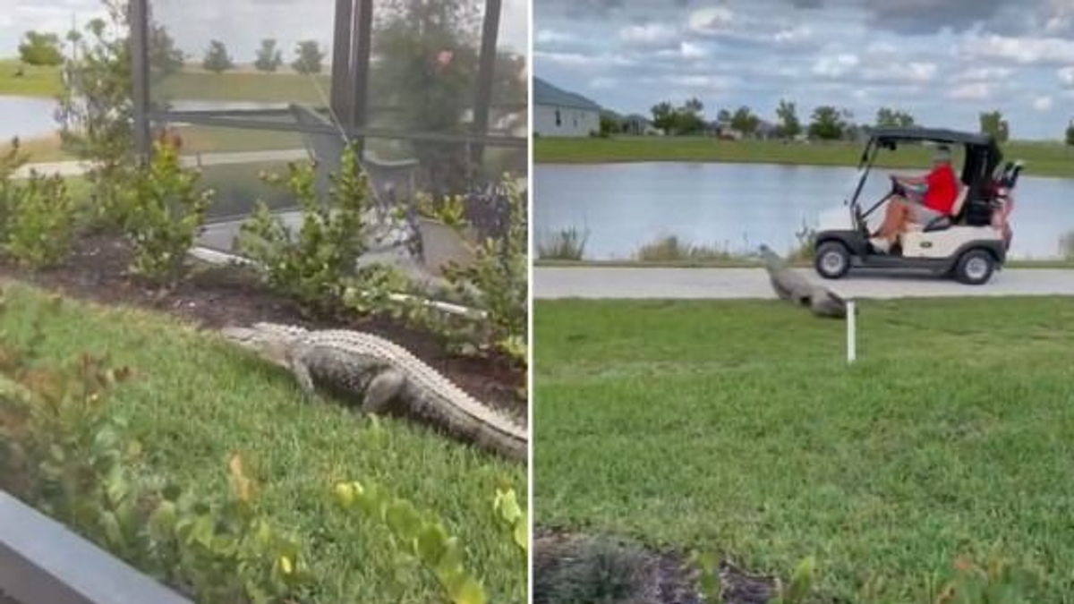 Golfkocsizó házaspárra támadt egy aligátor Floridában - videó