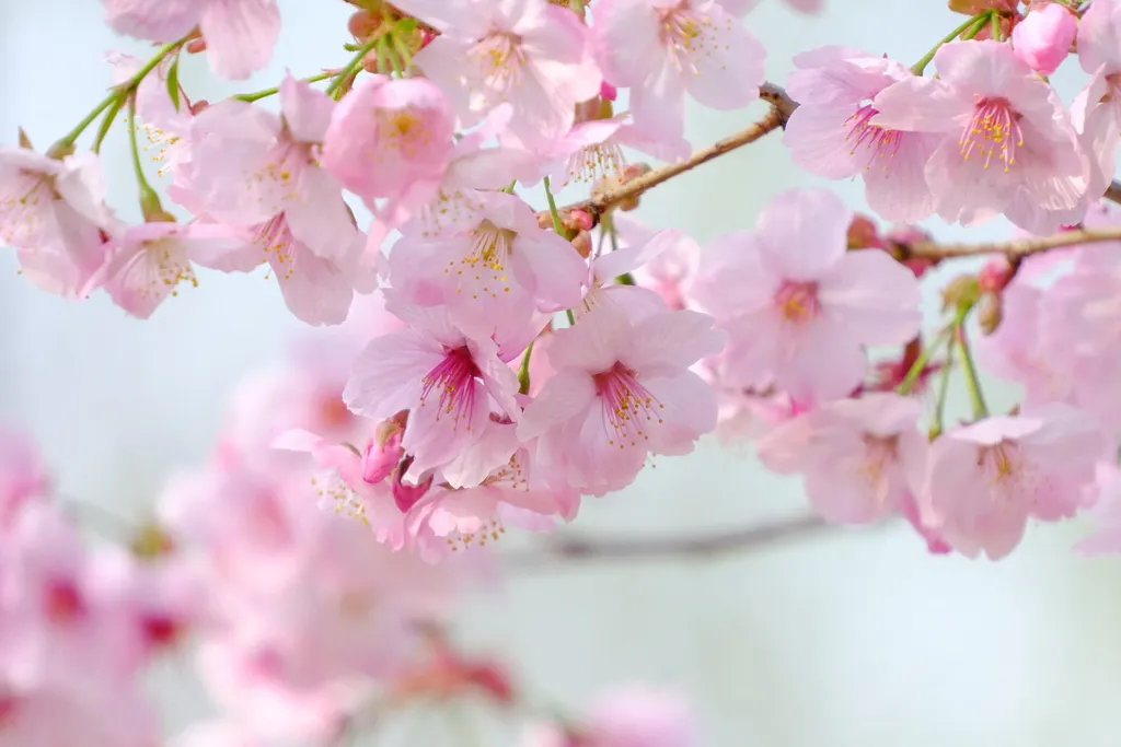 Yuyuantan, Park, Japán,  cseresznyefa, virágzás, 2024., 