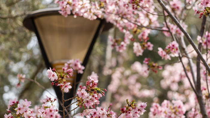 Lenyűgözőek ezek a virágzó cseresznyefák a Yuyuantan Parkban