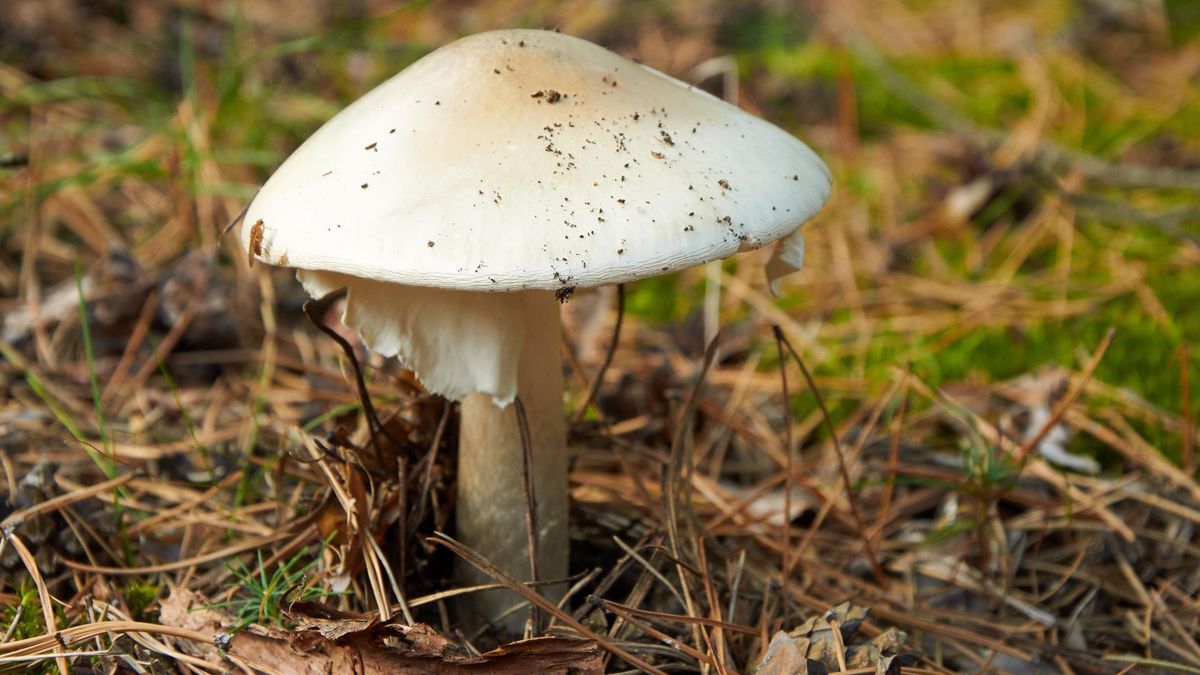 Egy ember meghalt egy szekta rituálé után