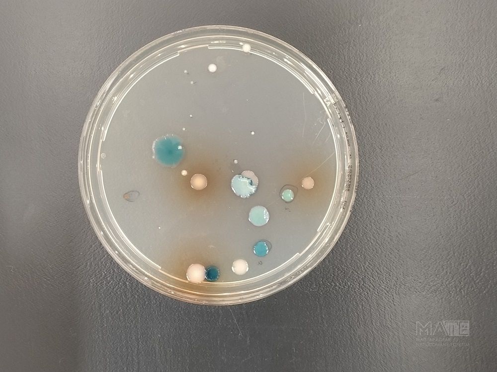 Felszíni vízből származó, antibiotikum-rezisztens mikroszervezetek szelektív Chromatic táptalajon