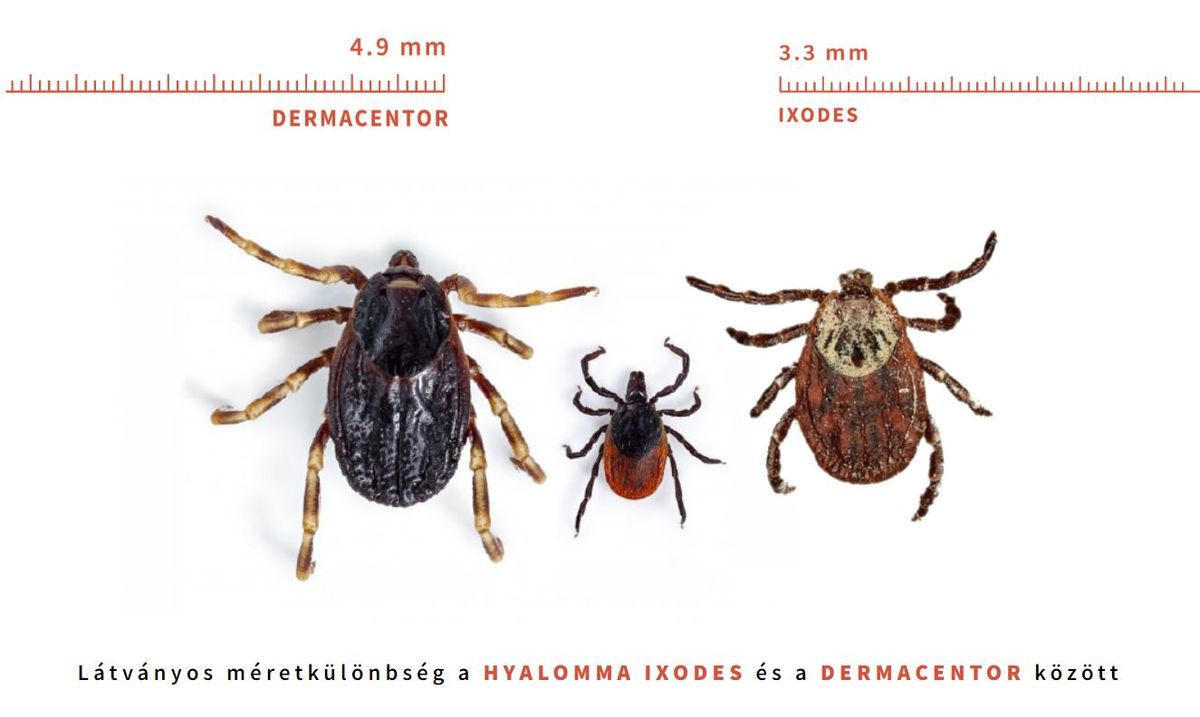 Látványos méretkülönbség figyelhető meg az egyes fajok között.