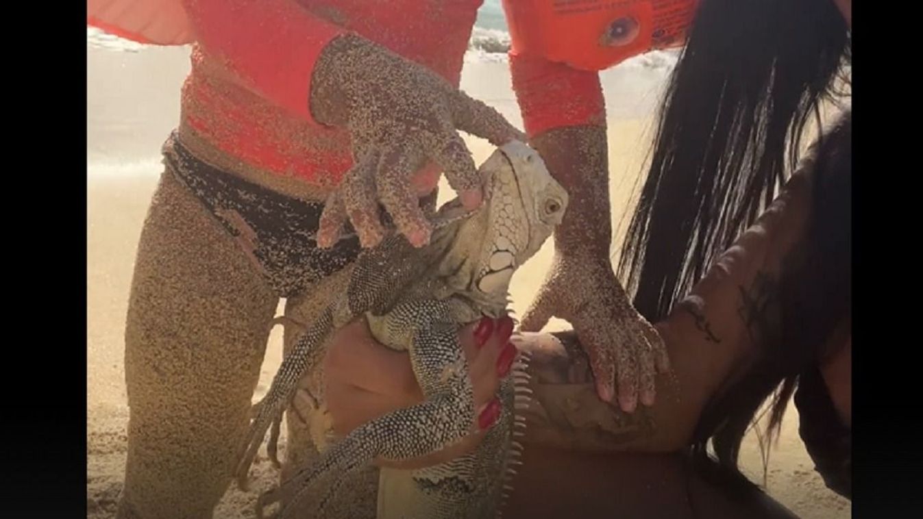 Iguana gyerek strand leguán