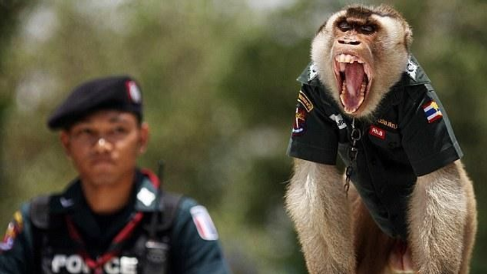 Elszabadult makákók miatt új rendőri egységet hoztak létre Thaiföldön