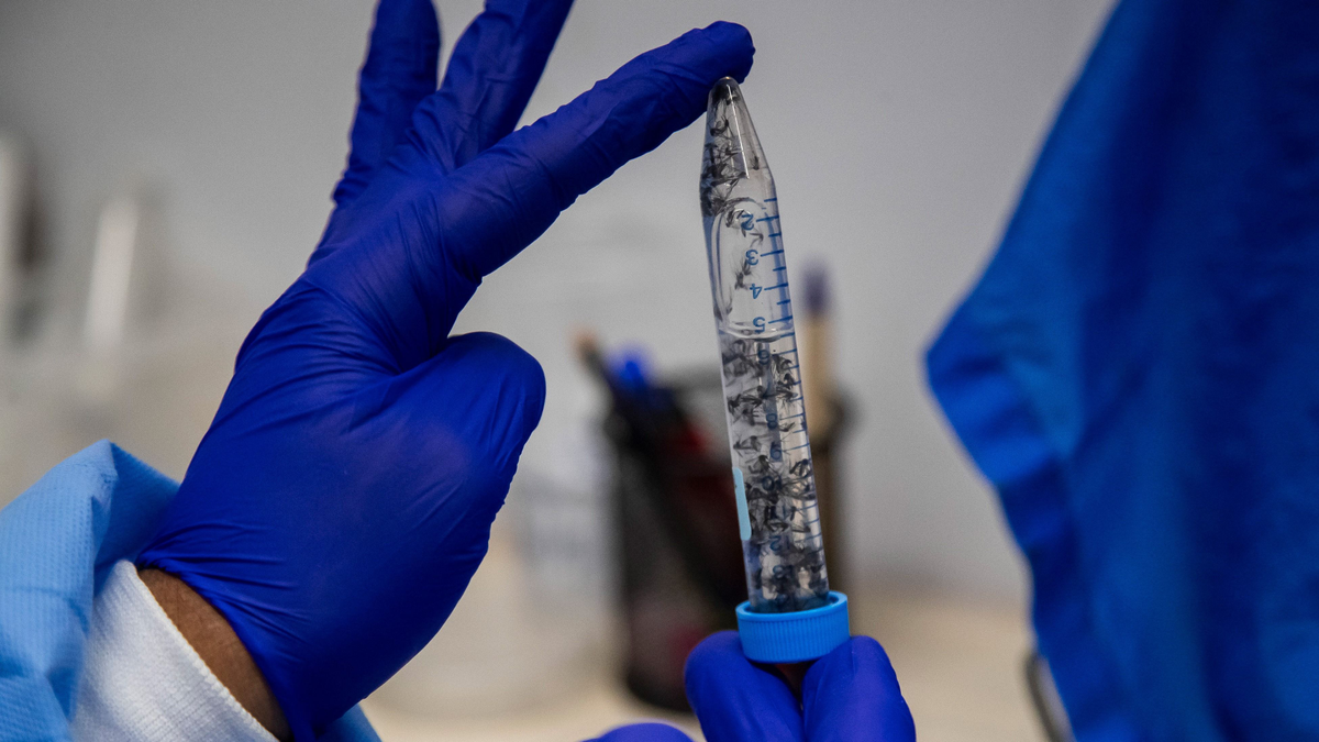 Újra tombol a dengue-láz Brazíliában, egymillió felett a fertőzöttek száma