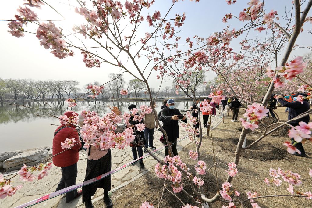 Yuyuantan, Park, Kína,  cseresznyefa, virágzás, 2024., 