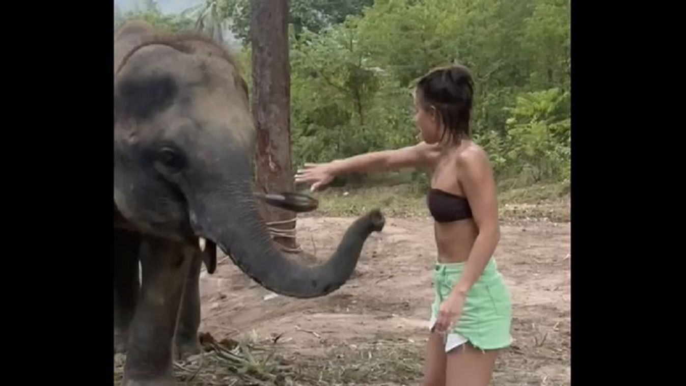 elefánt lány Phuket