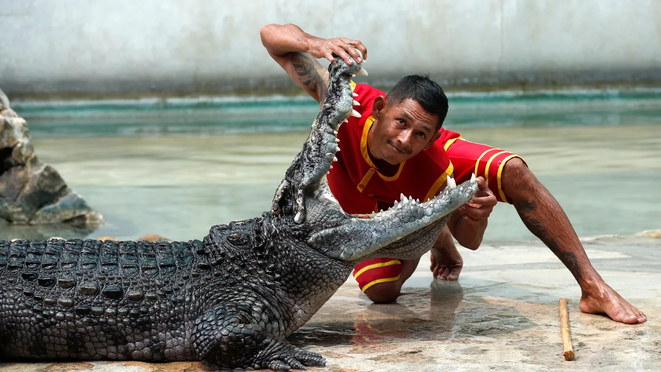 krokodil, Samutprakarn, Krokodilfarm, és, Állatkert, thaiföld, Samut, Prakan,