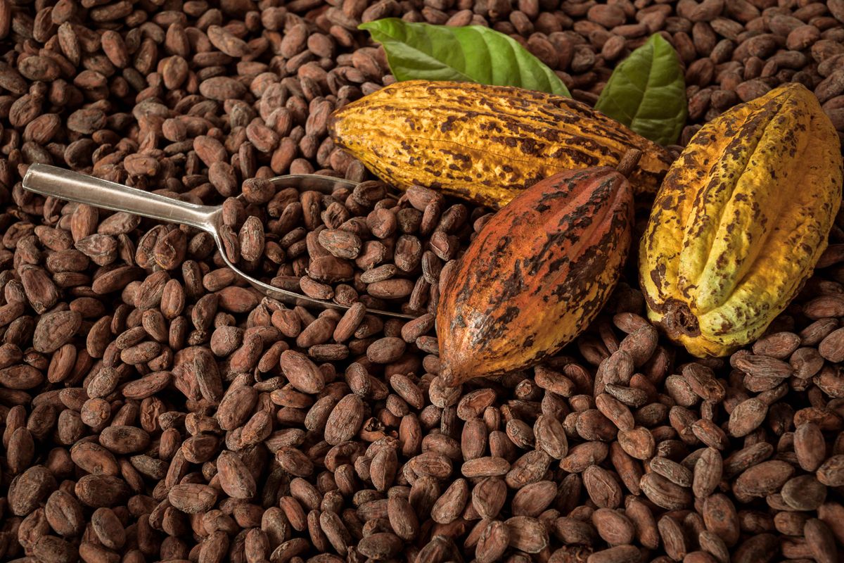 Cocoa,Beans,And,Cocoa,Fruits,On,Wooden,,Cocoa,Concept,With Kakaóbab (illusztráció): egyelőre nem látni az áremelkedés végét, ami kihat a csokoládé gyártására