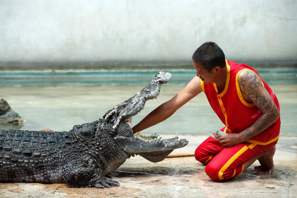 krokodil, Samutprakarn, Krokodilfarm, és, Állatkert, thaiföld, Samut, Prakan,