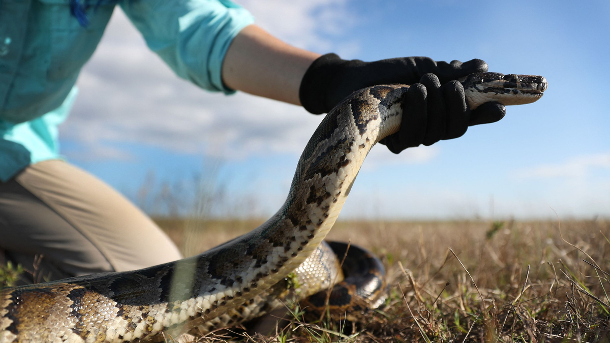 A pitonvadászat mentheti meg az őshonos élőlényeket a pusztulástól