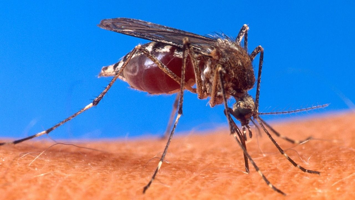 Nagyon megugrott a denguelázas megbetegedések száma