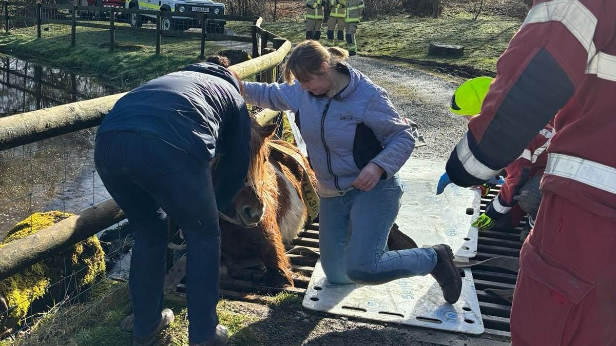 Tűzoltók mentették ki a rácsok közé szorult pónilovat Walesben