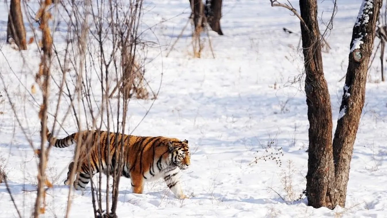 Kínai-orosz együttműködés született a szibériai tigrisek védelmében.
