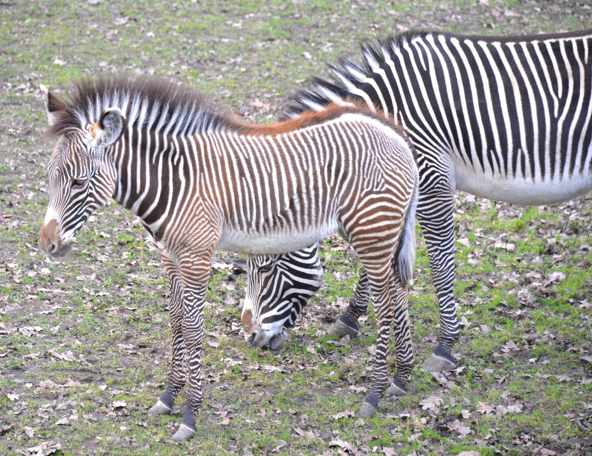 Gravy-zebra, Nyíregyházi Állatpark