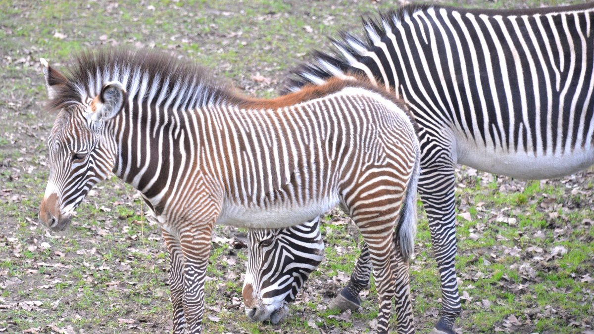 Ritka Grevy-zebracsikók láthatóak a Nyíregyházi Állatparkban - képek
