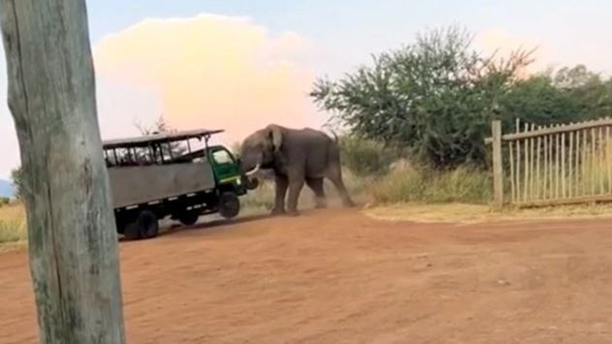 Dühös elefánt támadt egy turistabuszra Afrikában - videó