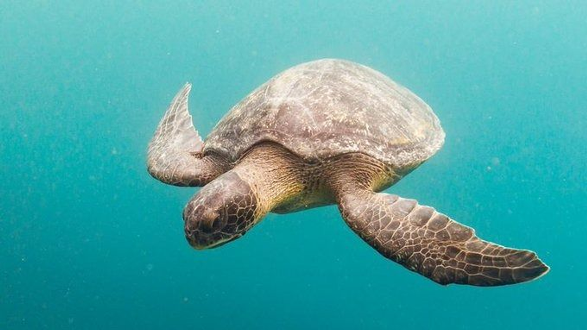 Több gyerek is meghalt a népszerű turistaparadicsomban, mert teknőshúst ettek